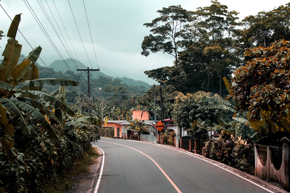 green trees on the side on the road