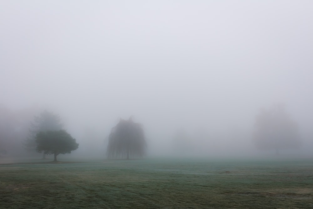 trees surrounded by fogs