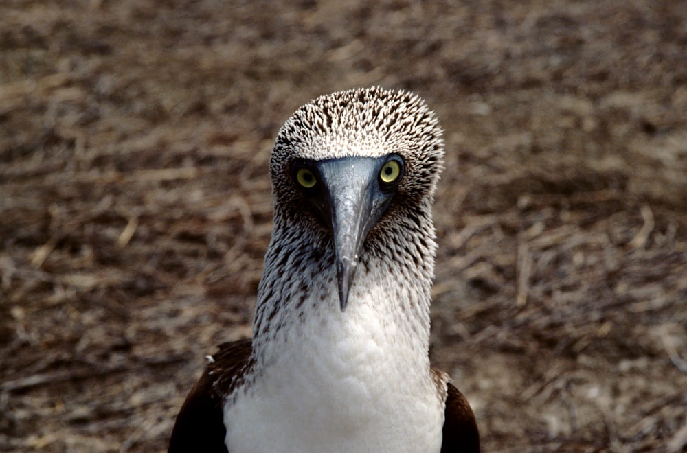 gray and brown bird