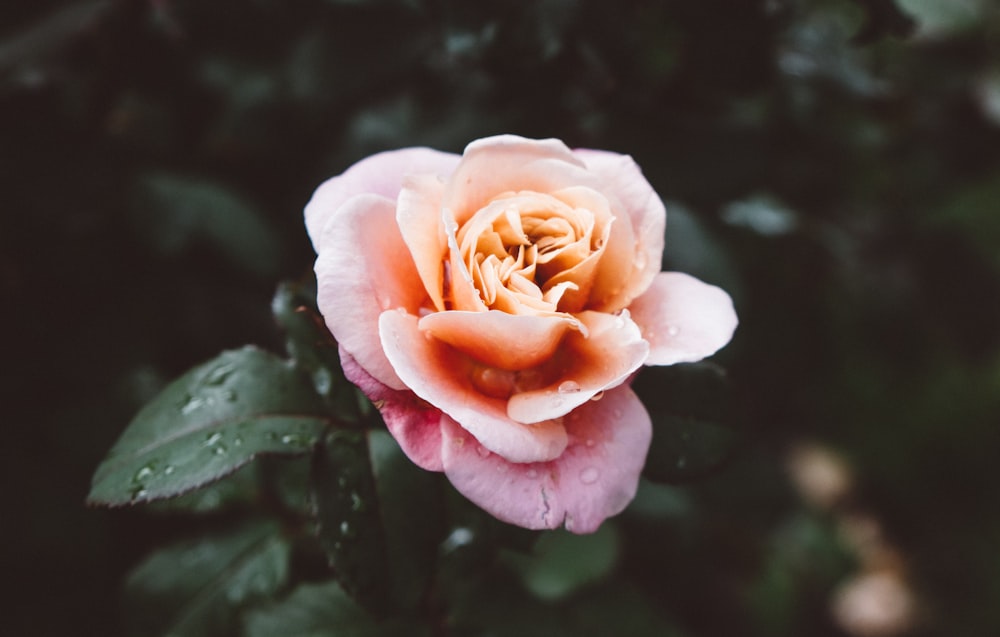 Rosa rosa na fotografia de foco seletivo