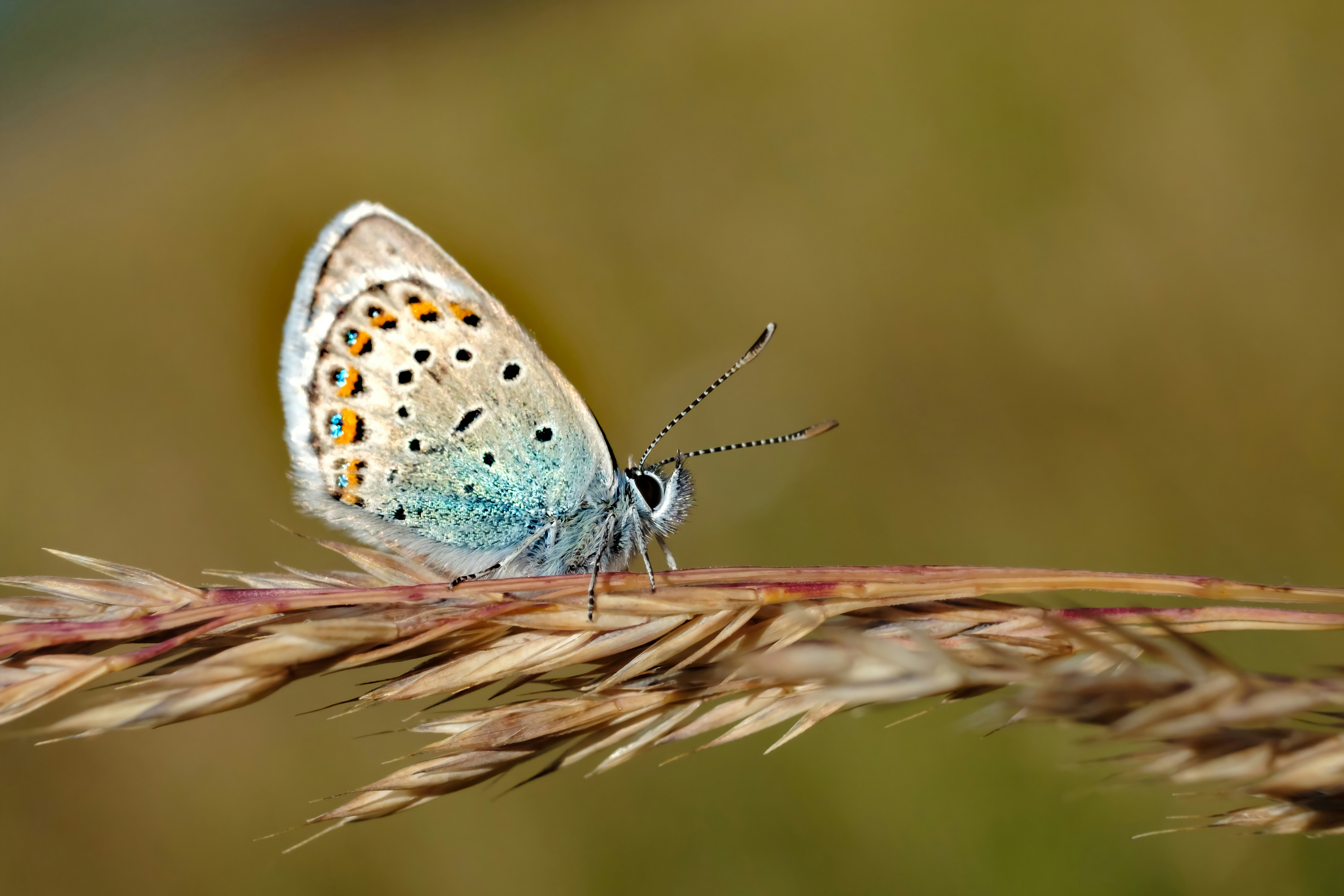 🦋 “Extinct” butterfly returns to England