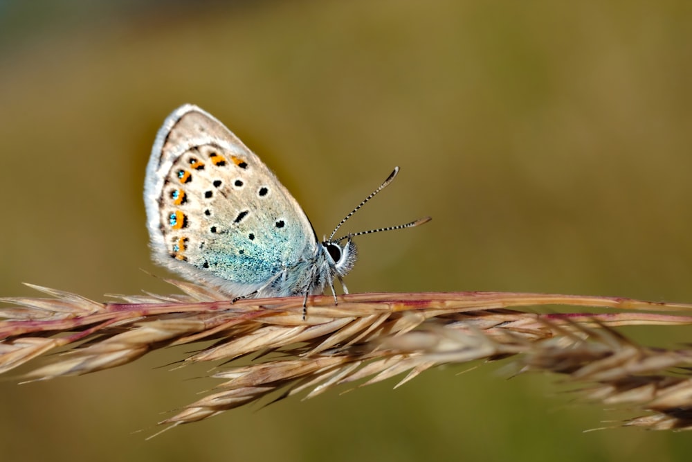 brown moth on brown plant