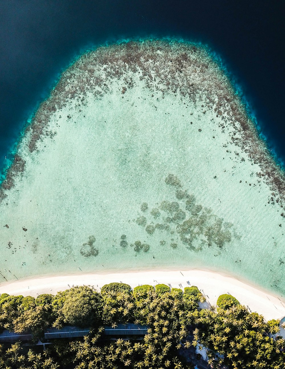 high-angle photography of trees and sand