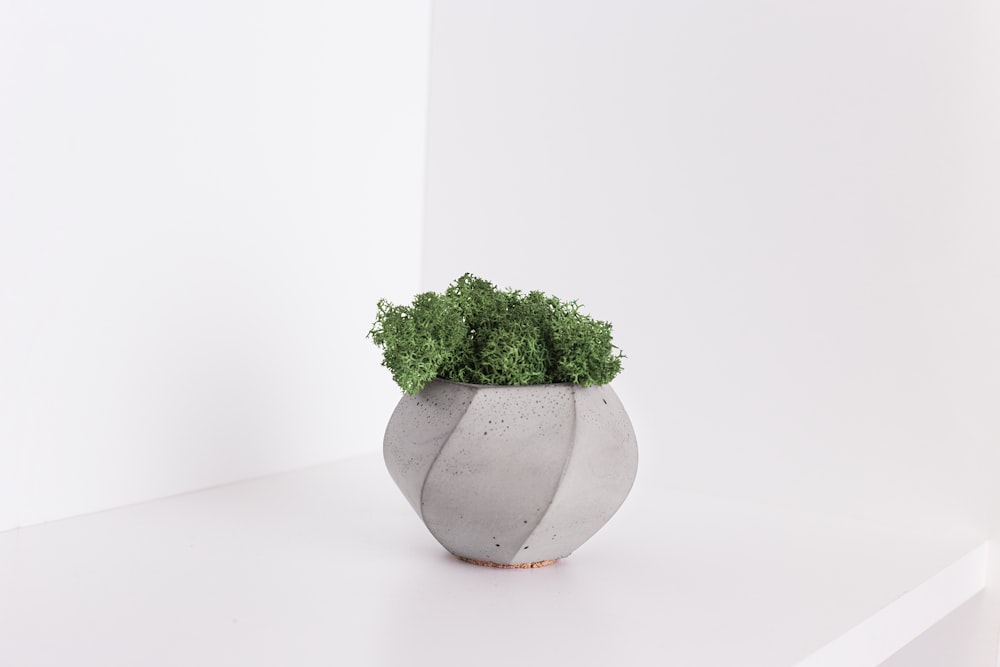 plant in gray pot