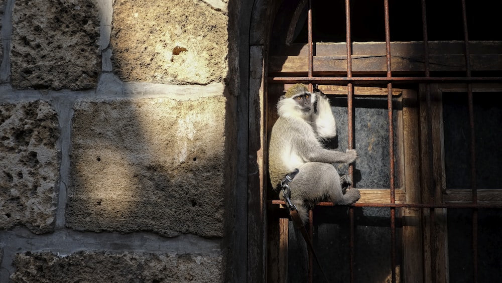 Macaco cinzento na parede durante o dia