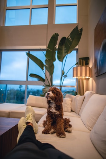 a brown dog sitting on top of a white couch