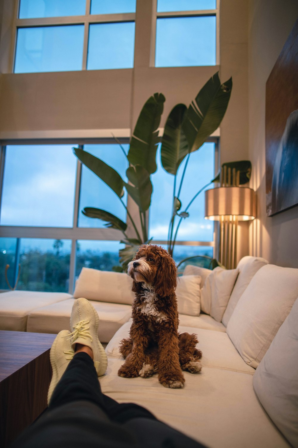 a brown dog sitting on top of a white couch