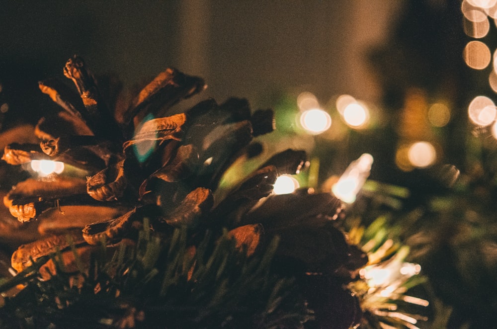 green plant with string lights