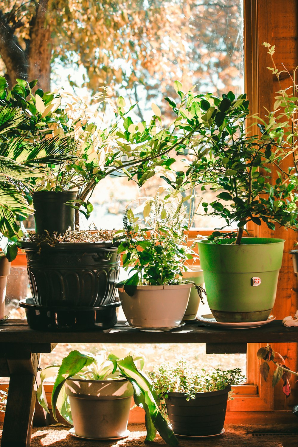 green plants in assorted-color pots near brown wooden door