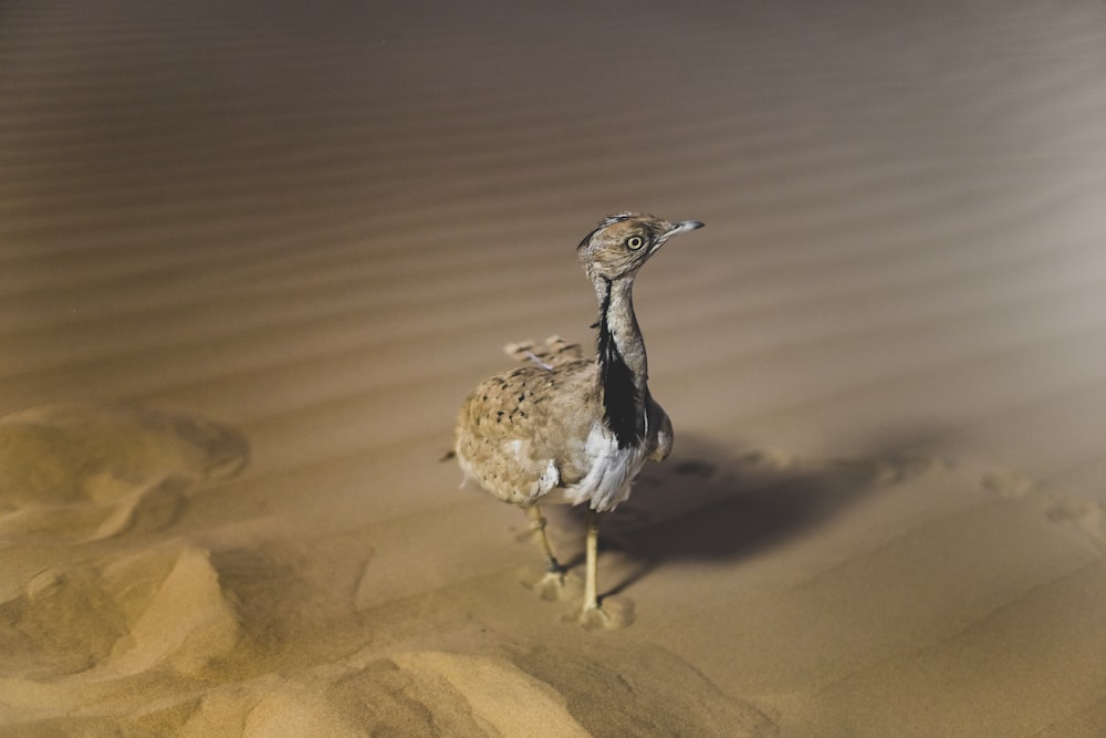 hen on sand