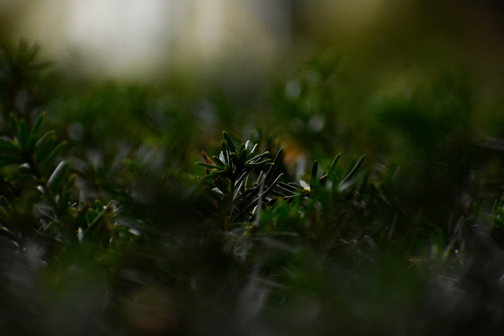 green-leafed plant