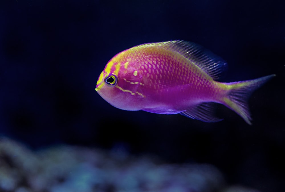 pesce viola nella fotografia ravvicinata