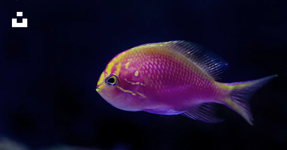Peixe Roxo Foto Peixe roxo na fotografia do close-up – Imagem de Peixe grátis no ...