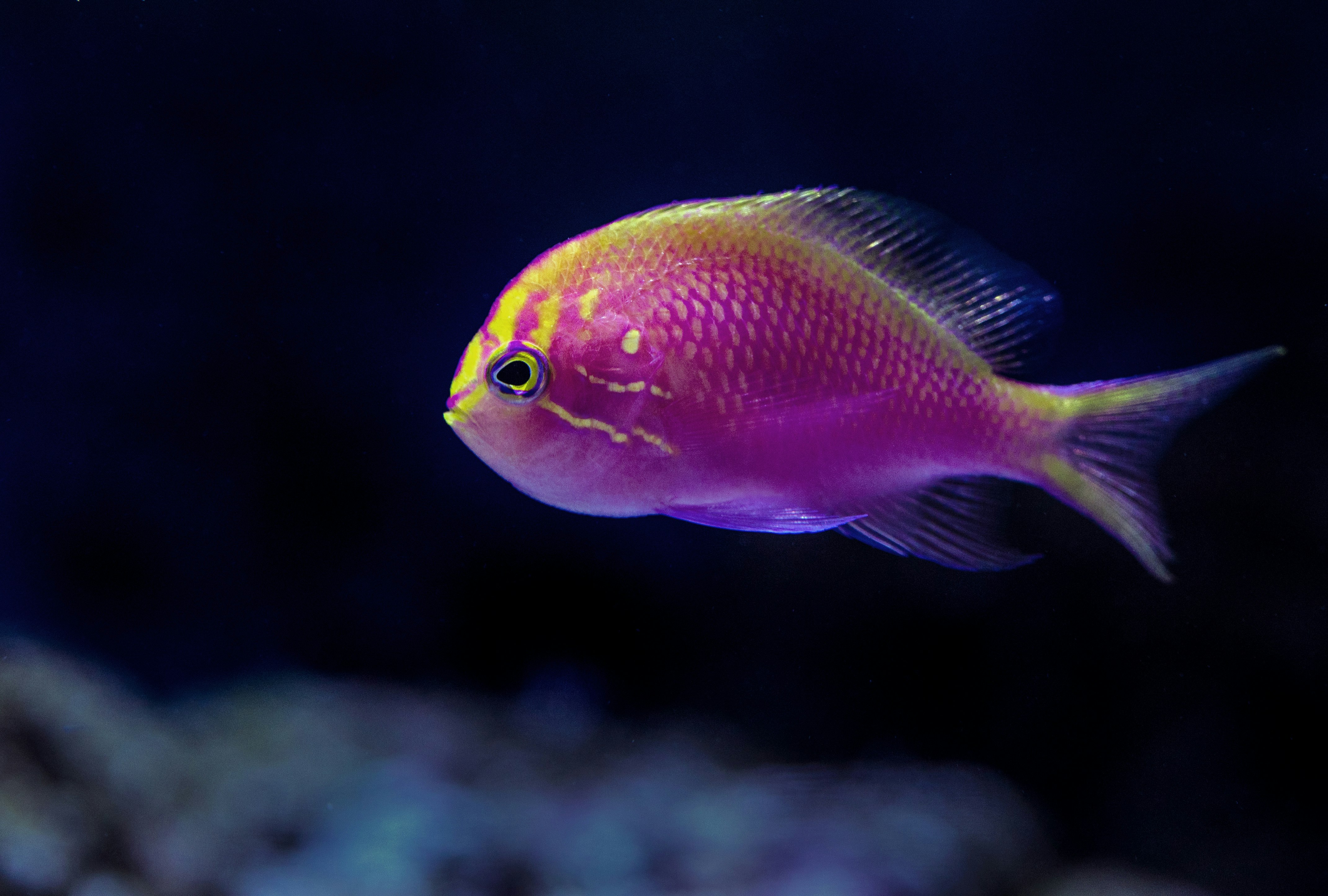 A beautiful little sunburst Anthias fish at the Cairns aquarium
