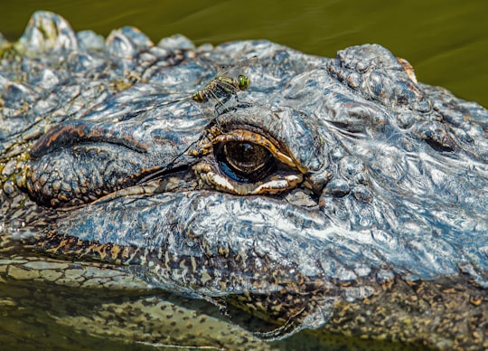 brown alligator on body of water in Hartley's Crocodile Adventures Australia