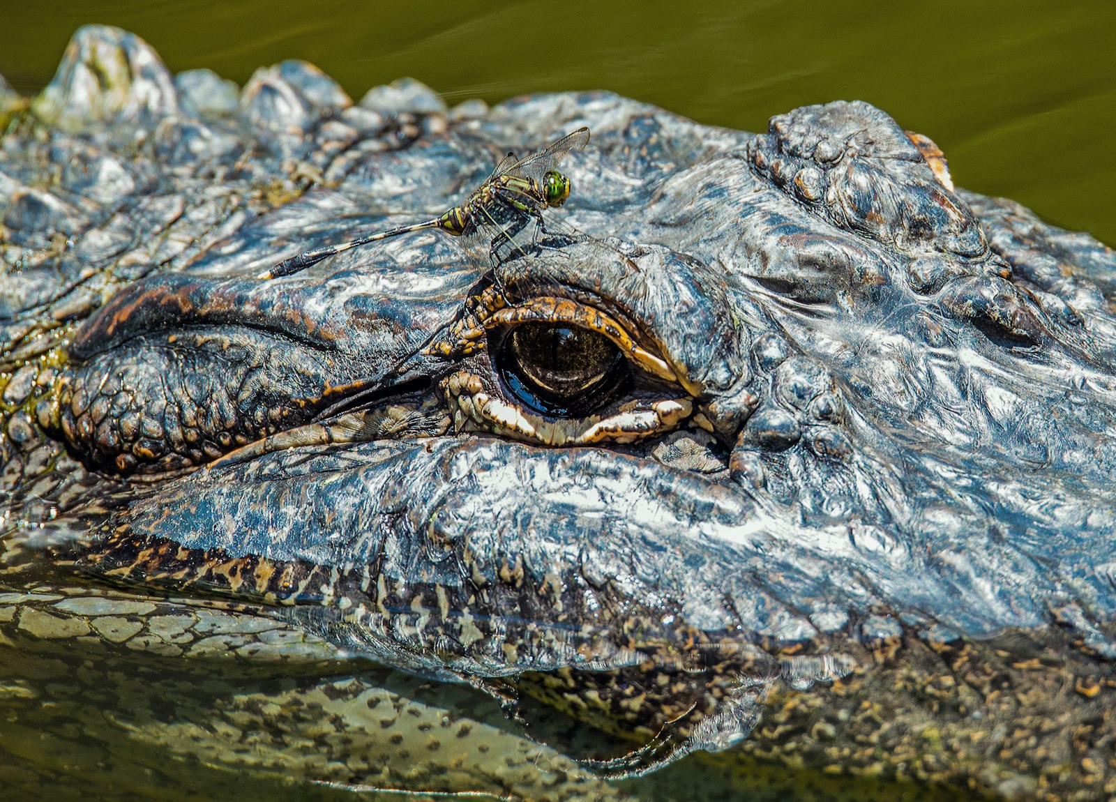 Sigma 150-600mm F5-6.3 DG OS HSM | S sample photo. Brown alligator on body photography