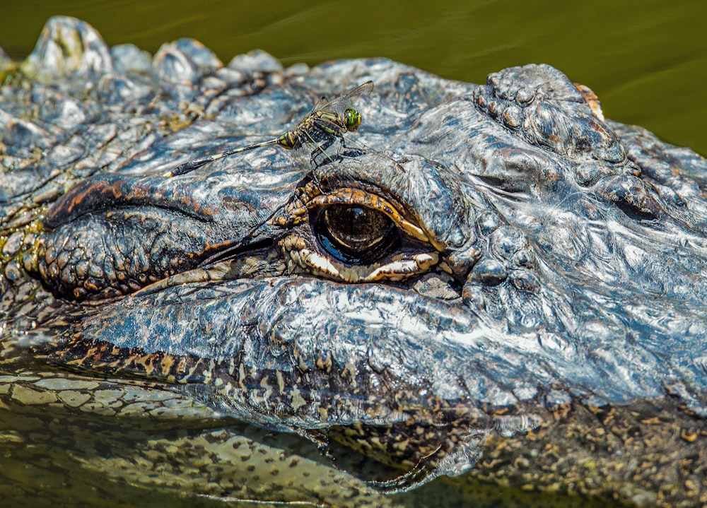 brown alligator on body of water