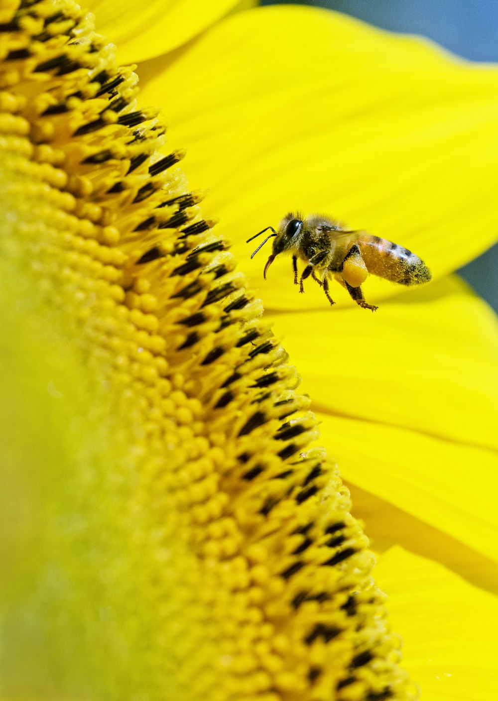 abelha amarela pairar na flor de pétalas amarelas