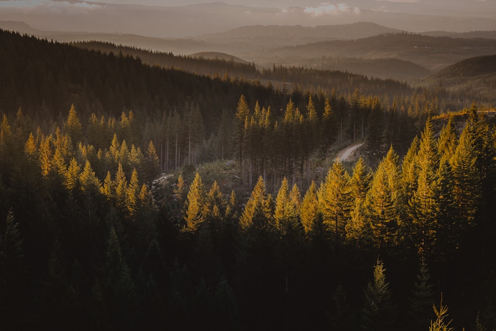 a forest filled with lots of tall trees