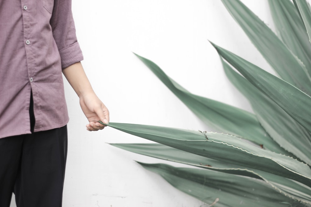 person holding green leafed plant