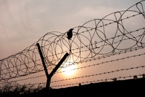 black bird perched on barb wire during sundown