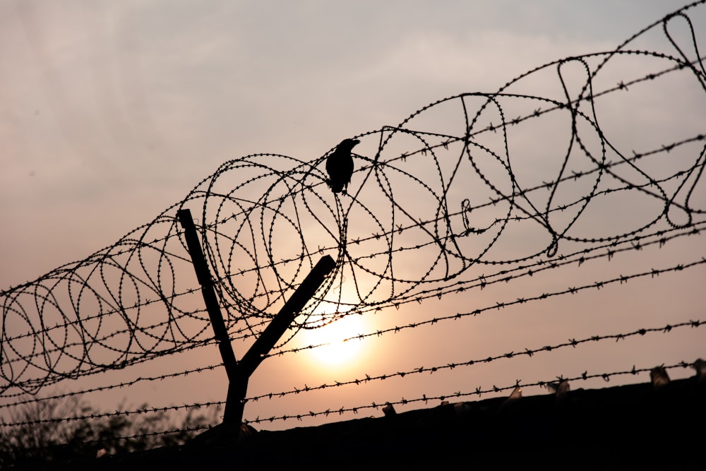 Schwarzer Vogel sitzt während Sonnenuntergang auf Stacheldraht