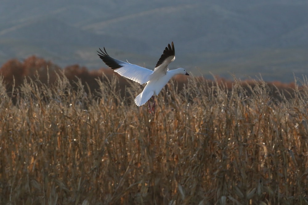 a large white bird flying over a dry grass field