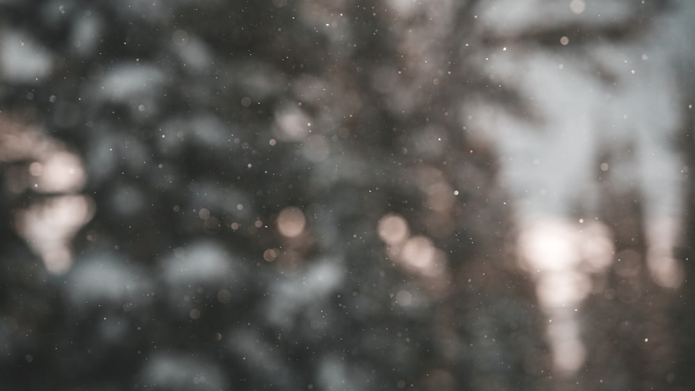 uma foto desfocada de uma floresta coberta de neve