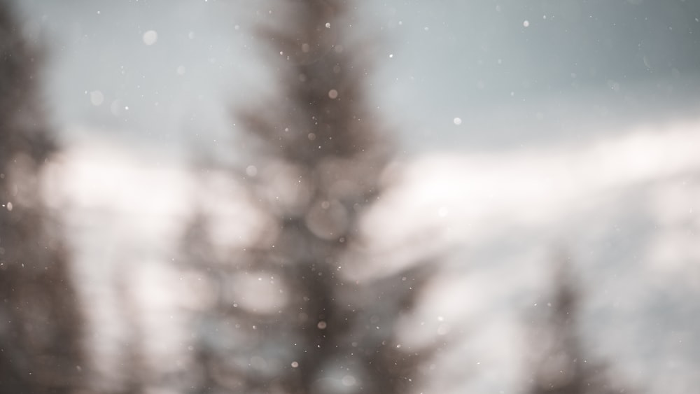 uma foto desfocada de um pinheiro na neve