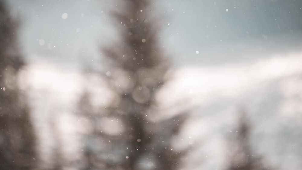 Ein verschwommenes Foto einer Kiefer im Schnee