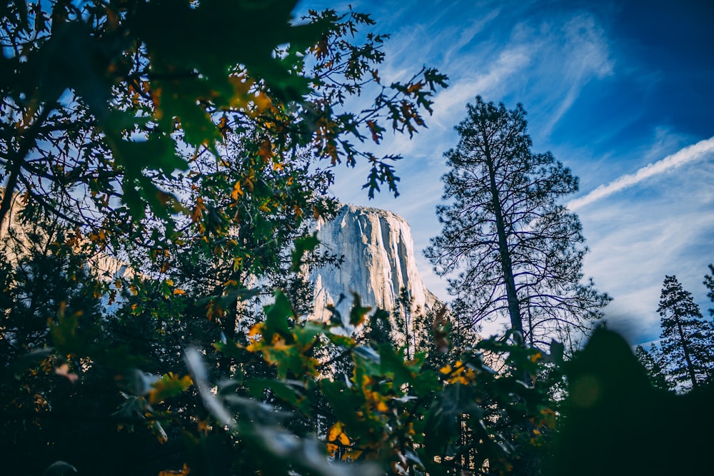 photograph of trees