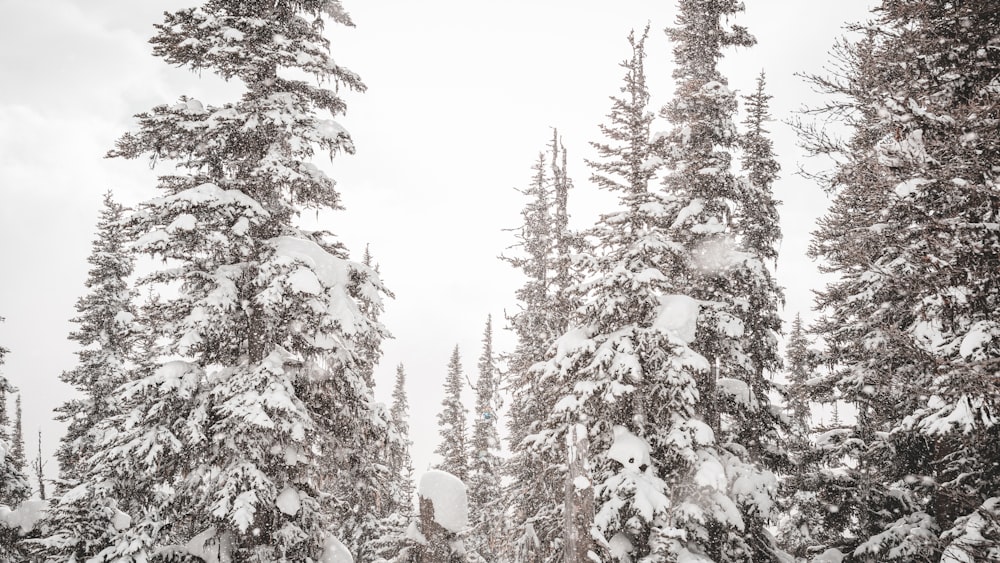 trees covered with snow