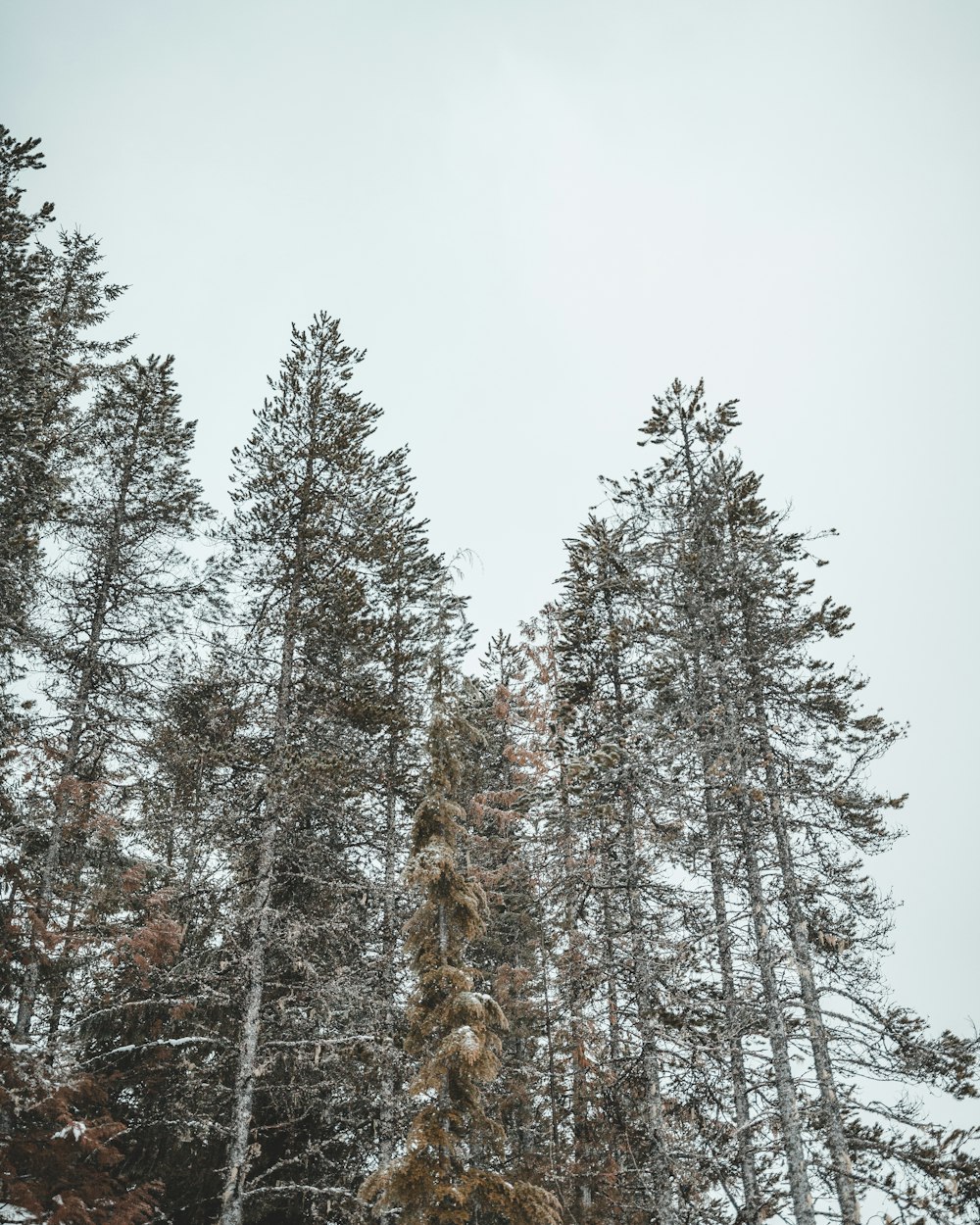 low-angle photography of trees