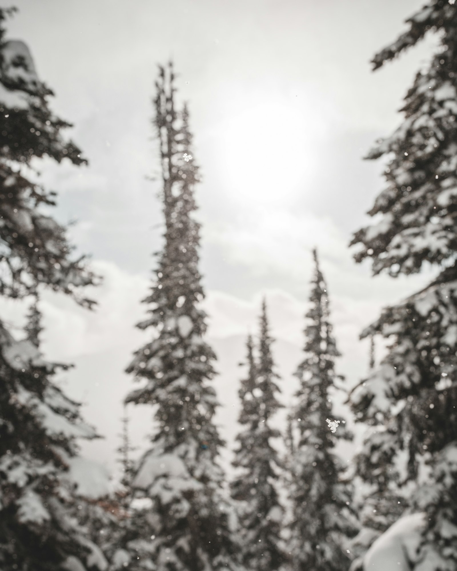 Canon EOS 5D Mark III + Canon EF 35mm F1.4L II USM sample photo. Pine trees covered in photography