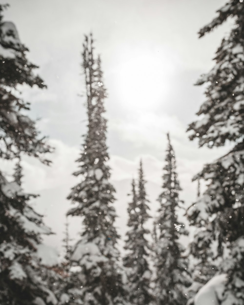 pine trees covered in snow