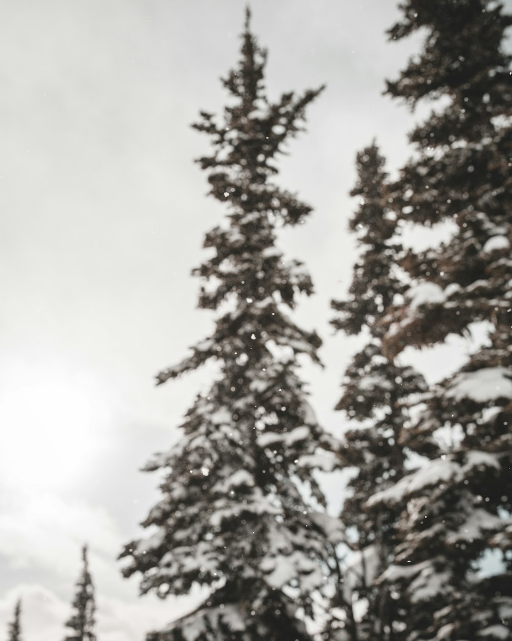 green pine trees during daytime