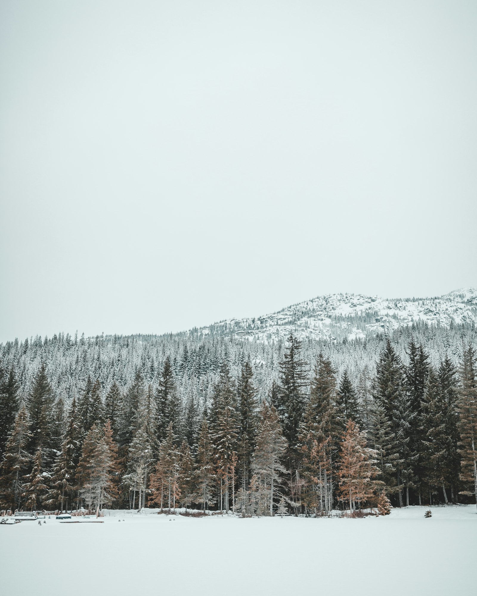 Canon EOS 5D Mark III + Canon EF 35mm F1.4L II USM sample photo. Green pine trees photography