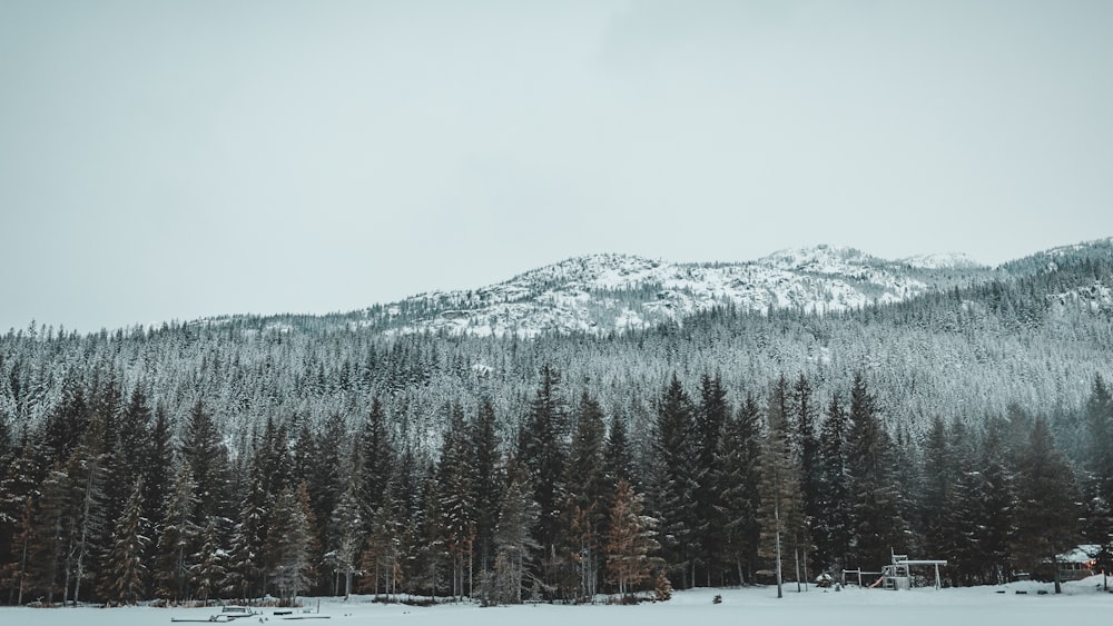 green trees near snow covered mountain