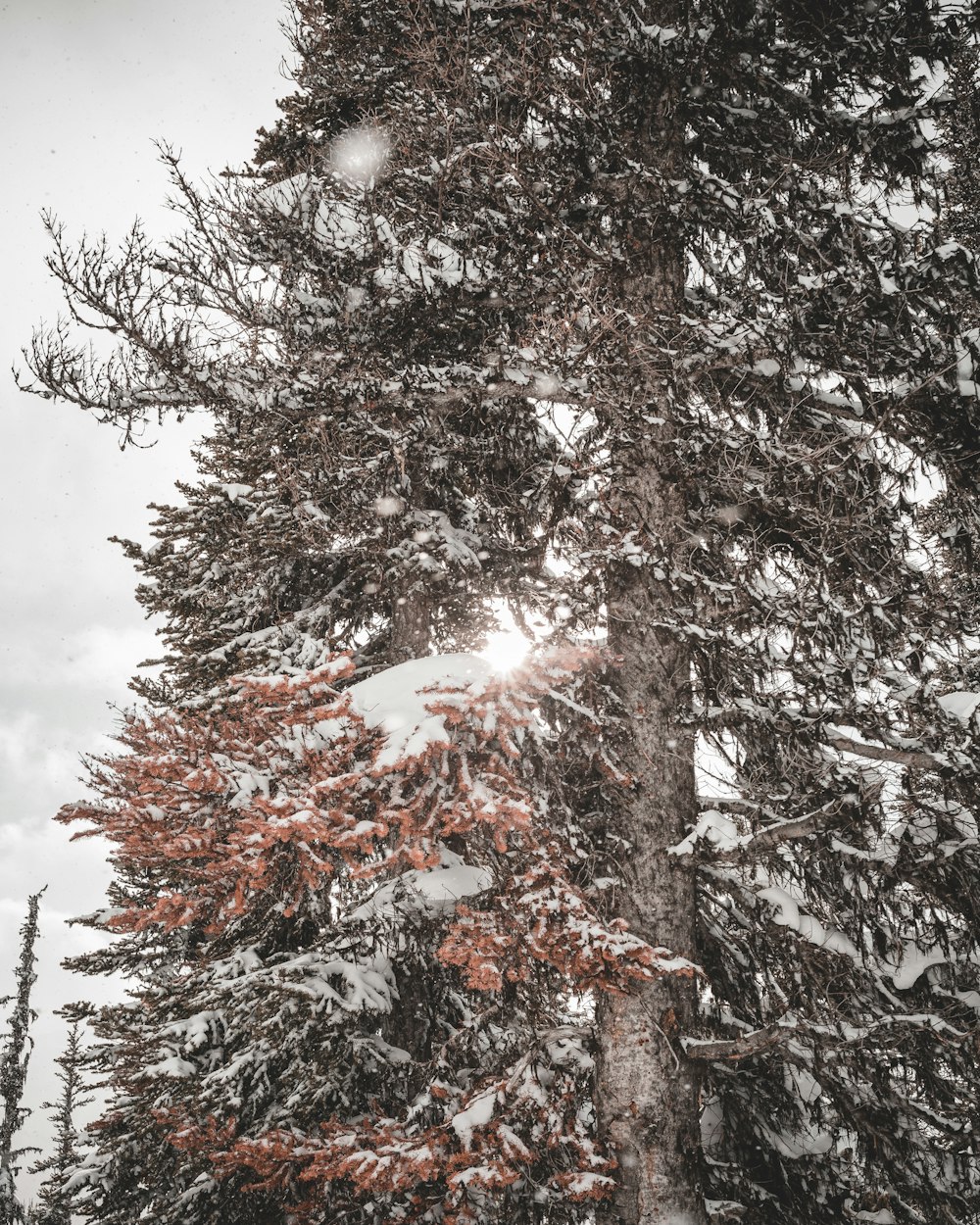 brown snow covered tree