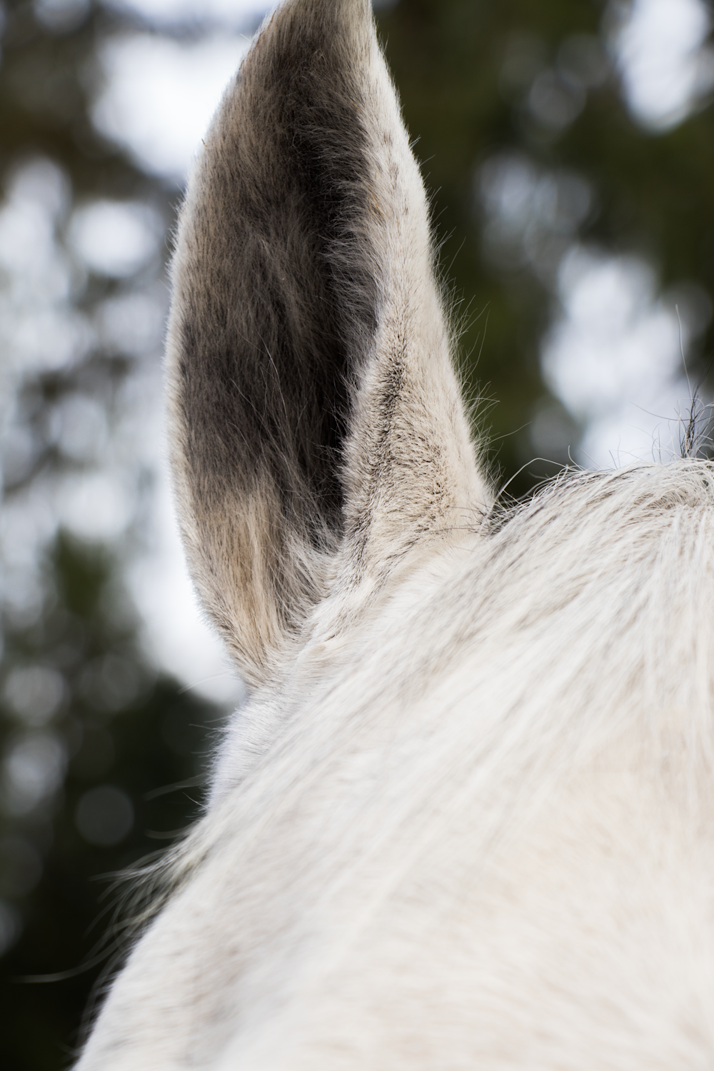close-up of white horse ear