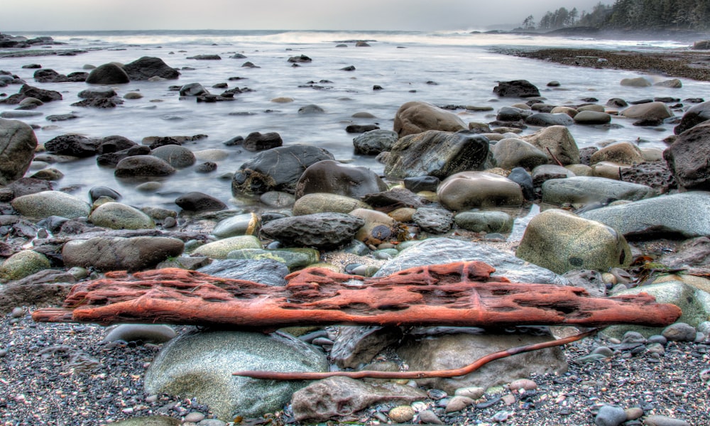 drift wood on rock near shore