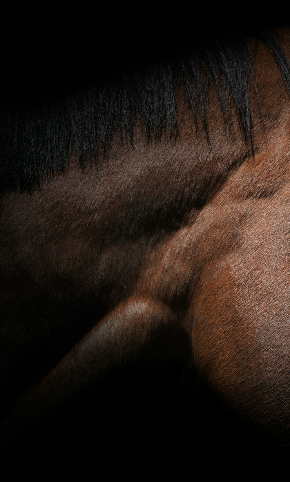 um close up da cabeça e da juba de um cavalo