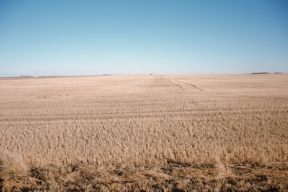 brown plant field