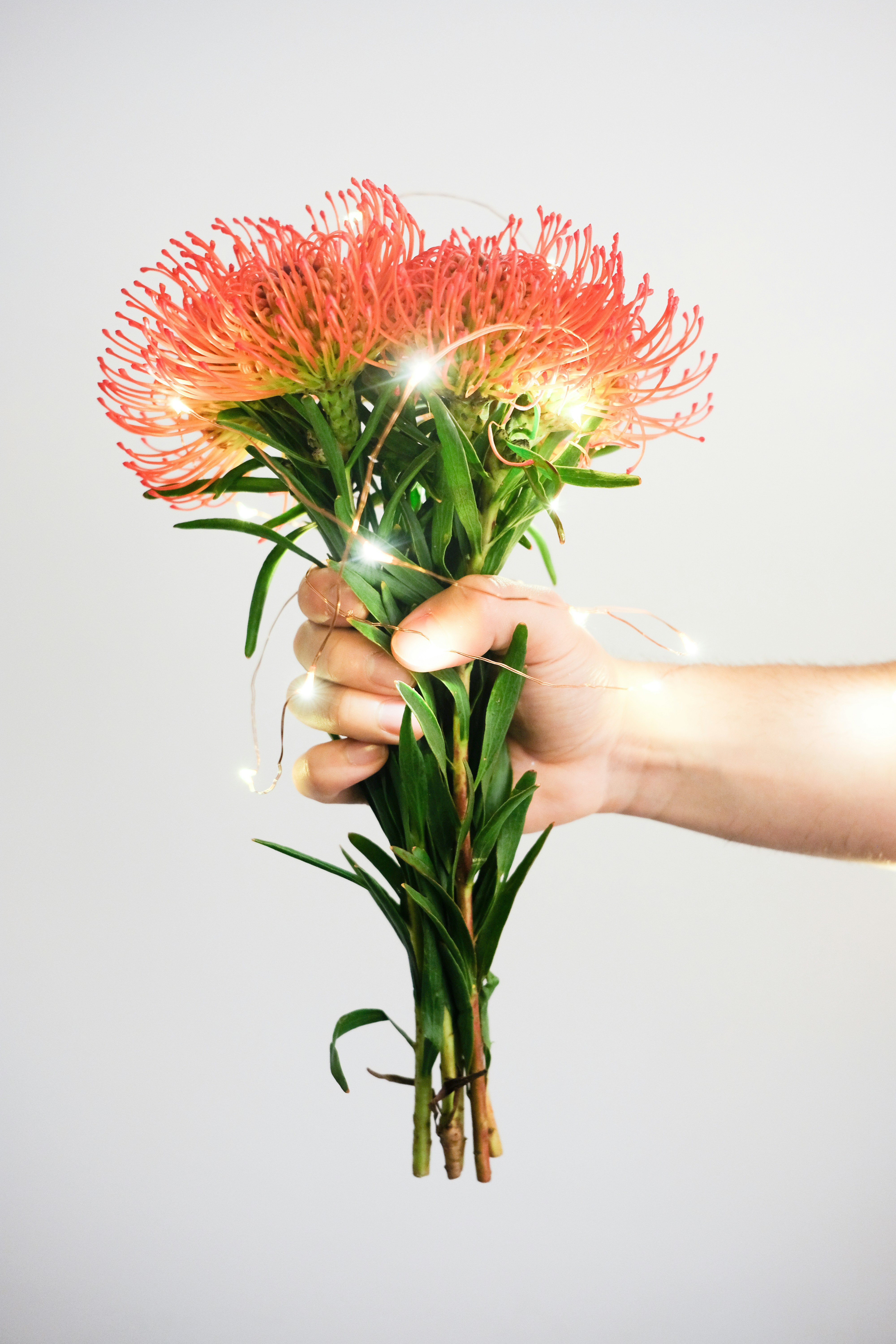 red and green flowered plant