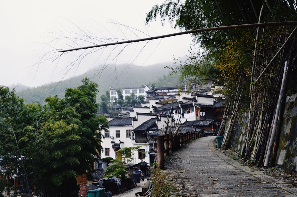 green trees near walkway