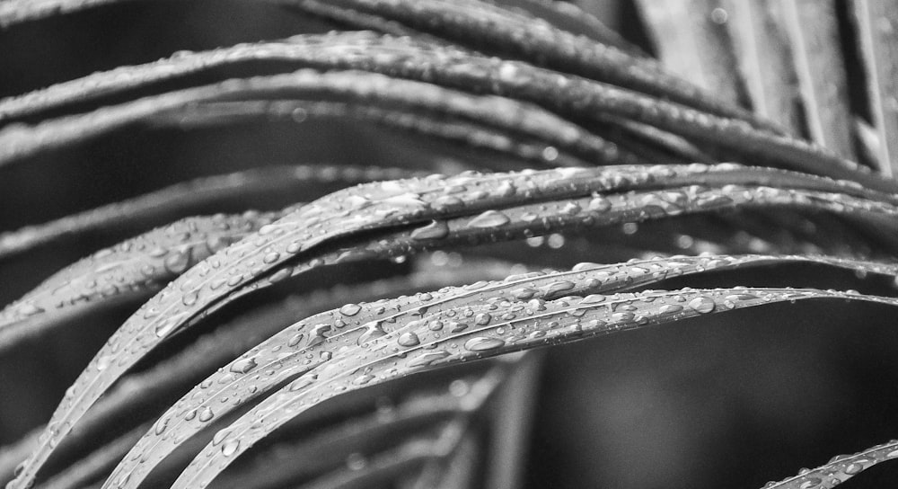 grayscale photo of leafed plant
