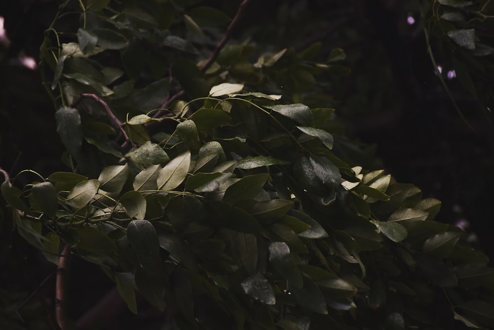 green-leafed plant