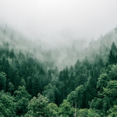 aerial photo of green trees