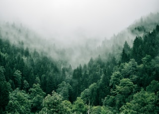 aerial photo of green trees