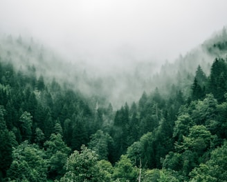 aerial photo of green trees